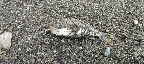 クサフグの釣果