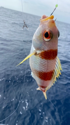 タマガシラの釣果
