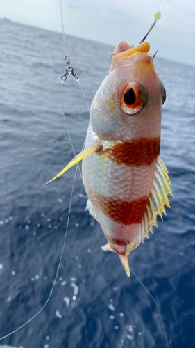 タマガシラの釣果