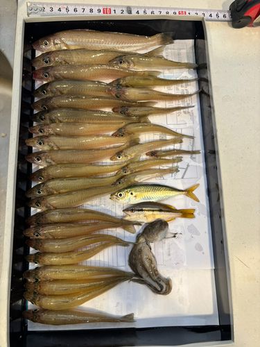 キスの釣果