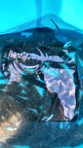 マハゼの釣果