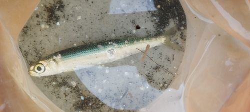 ウルメイワシ