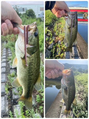 ブラックバスの釣果