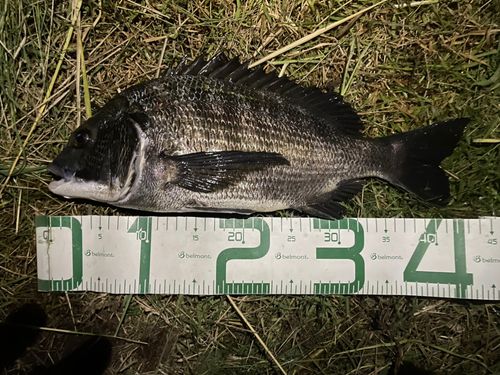 チヌの釣果