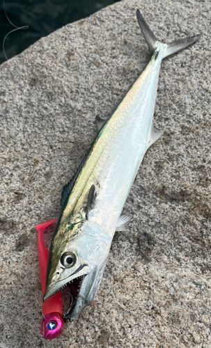 サゴシの釣果