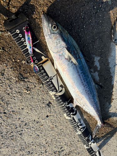 サゴシの釣果
