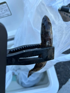 ハゼの釣果