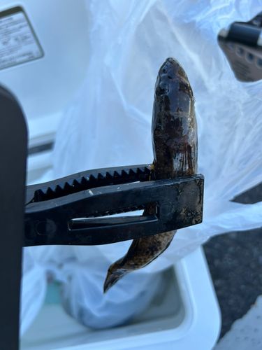ハゼの釣果