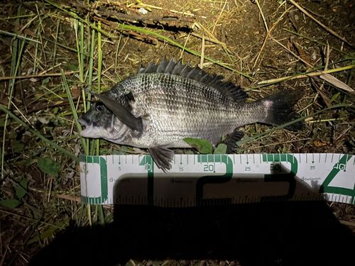 チヌの釣果