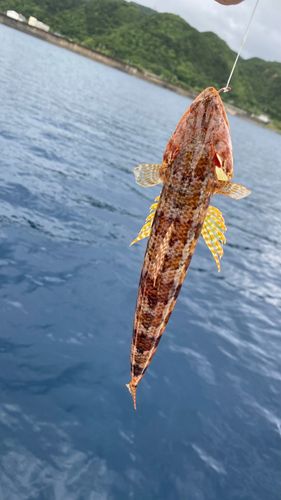 アカエソの釣果