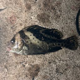 コショウダイ