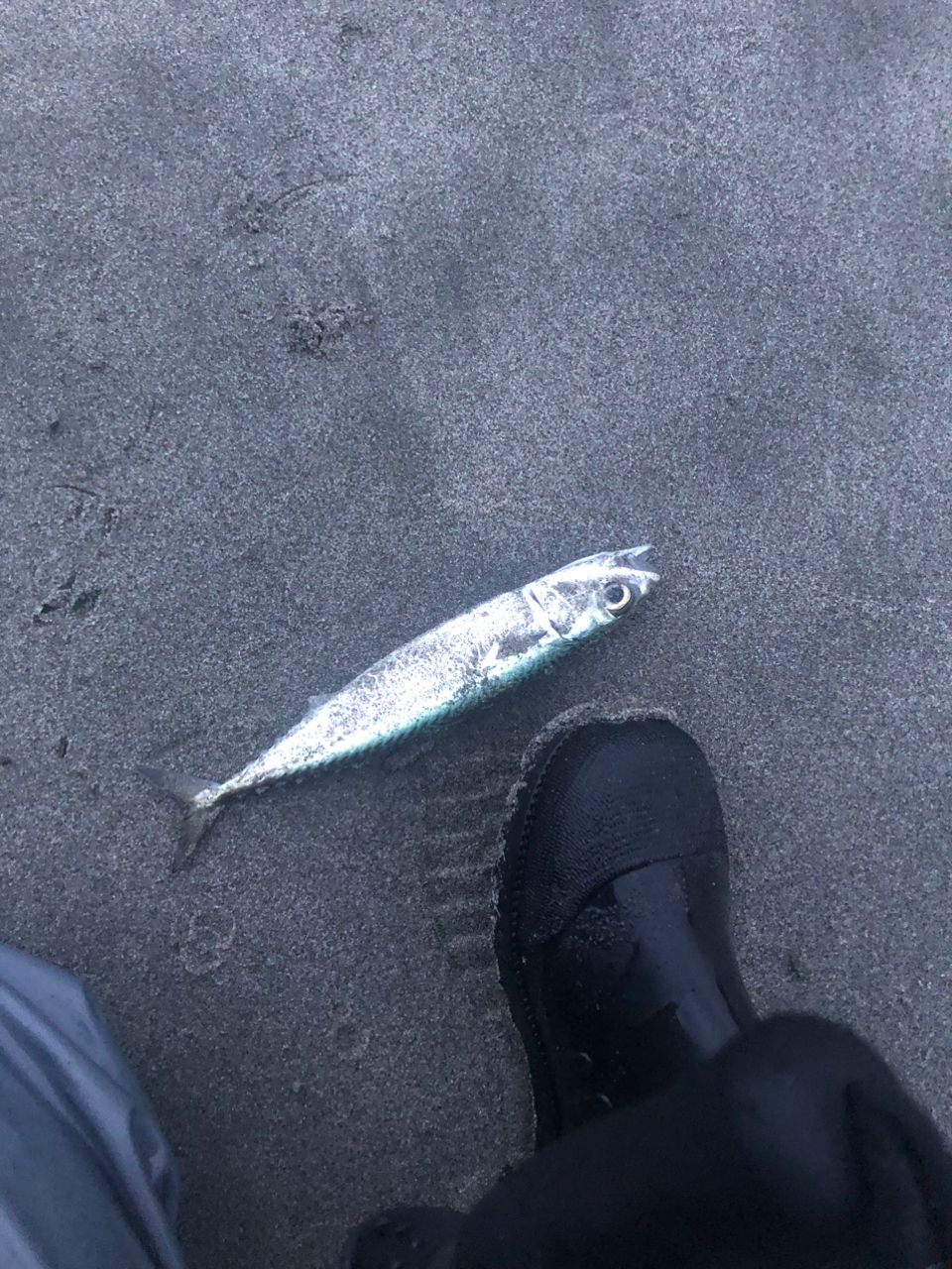 サバ