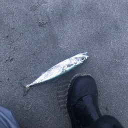 サバ