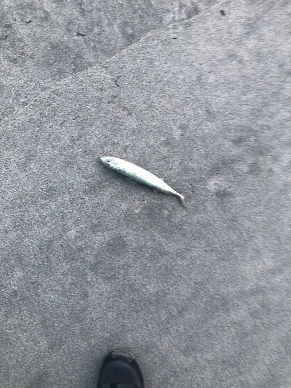 サバ