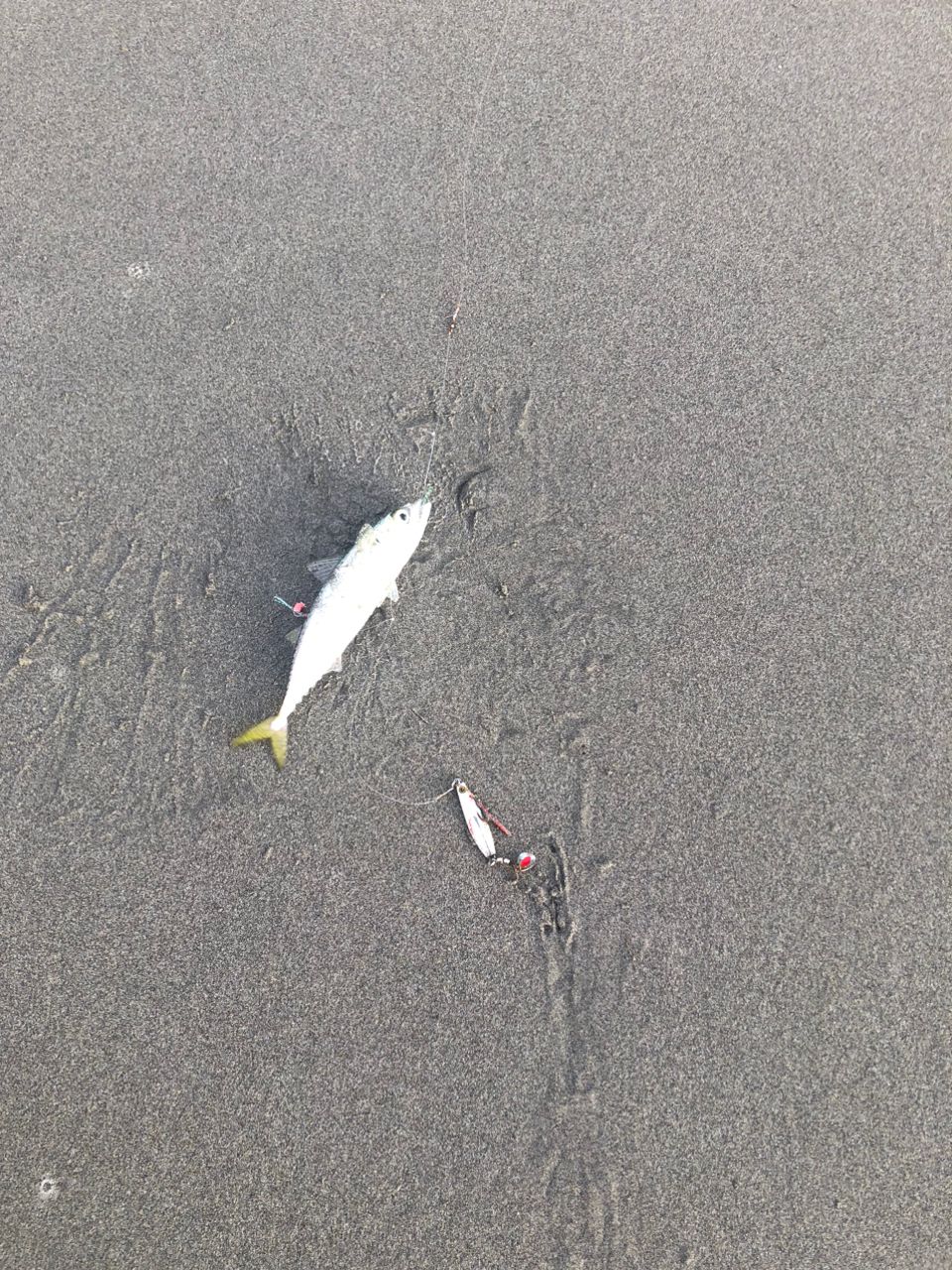 サバ