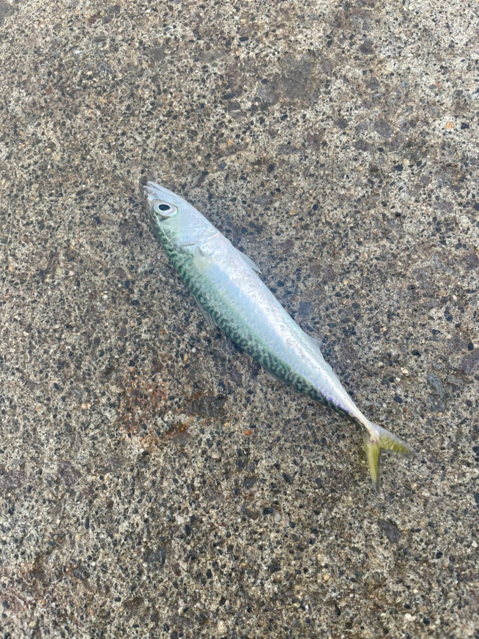 サバ