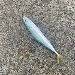 サバ