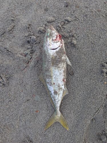 ワカシの釣果