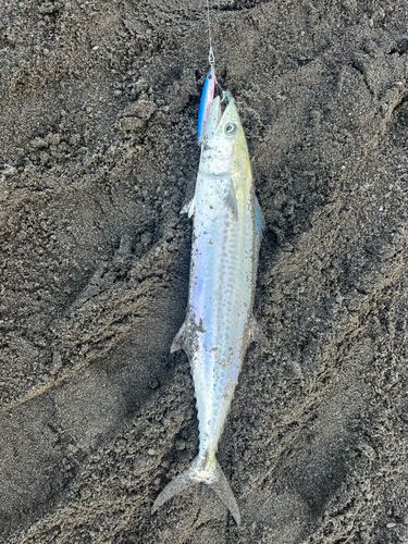 サゴシの釣果