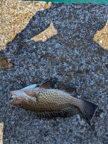 オオモンハタの釣果