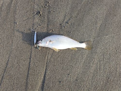 ニベの釣果
