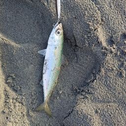 サバ