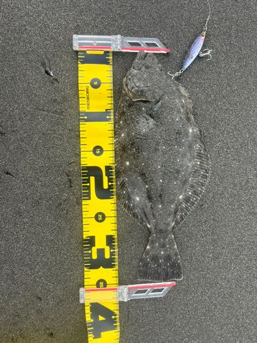 ソゲの釣果