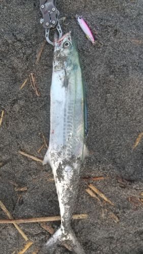 サゴシの釣果