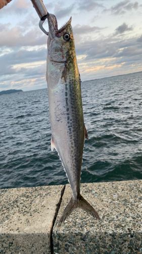 サゴシの釣果
