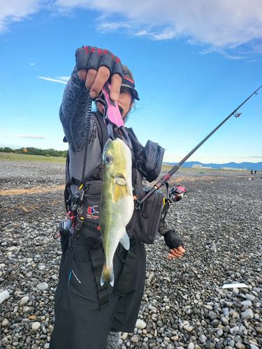 シロサバフグの釣果