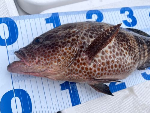オオモンハタの釣果
