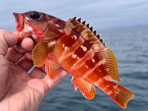 アカハタの釣果