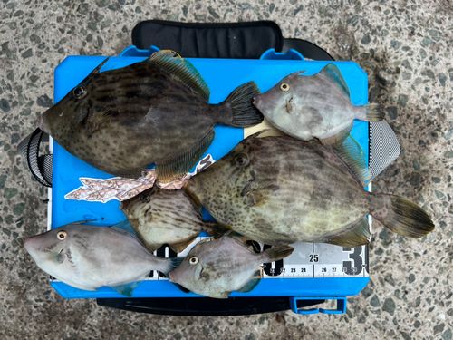 カワハギの釣果