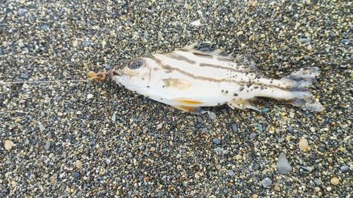 コトヒキの釣果