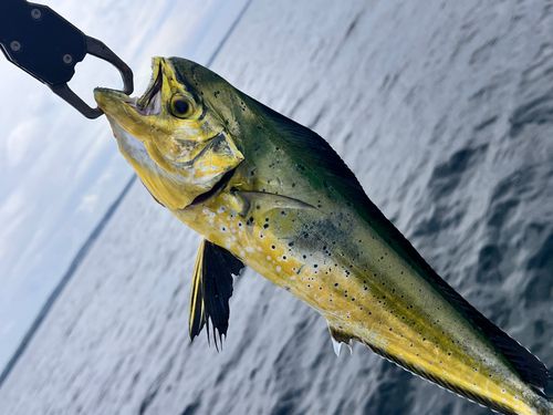 シイラの釣果