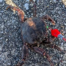 カニ