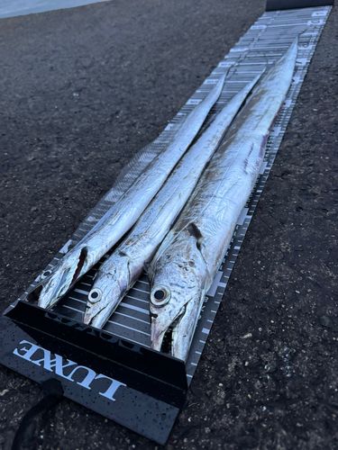 タチウオの釣果