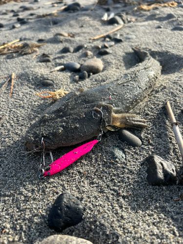 マゴチの釣果