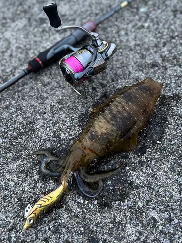 アオリイカの釣果