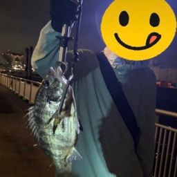 クロダイ