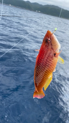 ベラの釣果