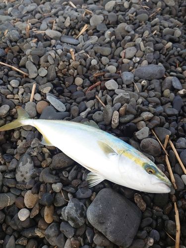 ワカシの釣果