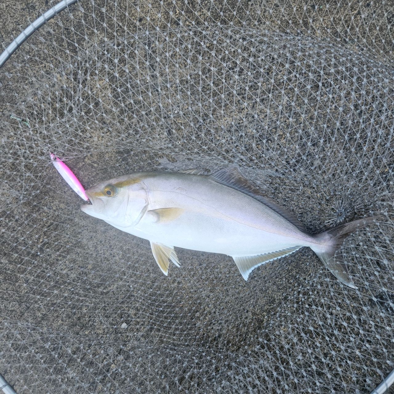 ショゴ
