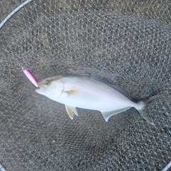 ショゴの釣果