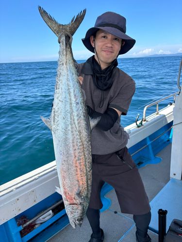 サワラの釣果
