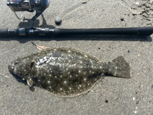 ヒラメの釣果
