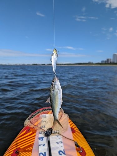 サッパの釣果