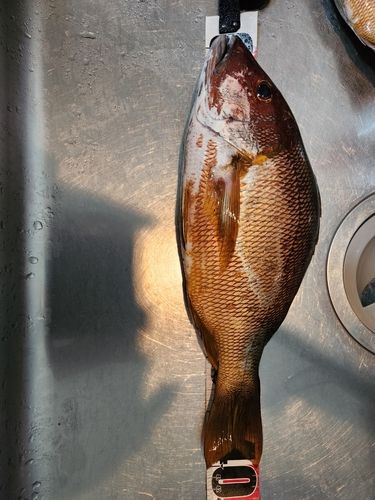 シブダイの釣果
