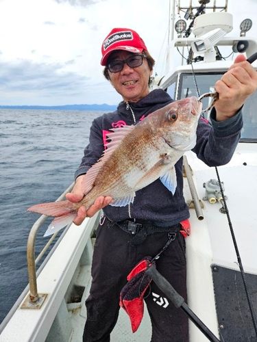マダイの釣果