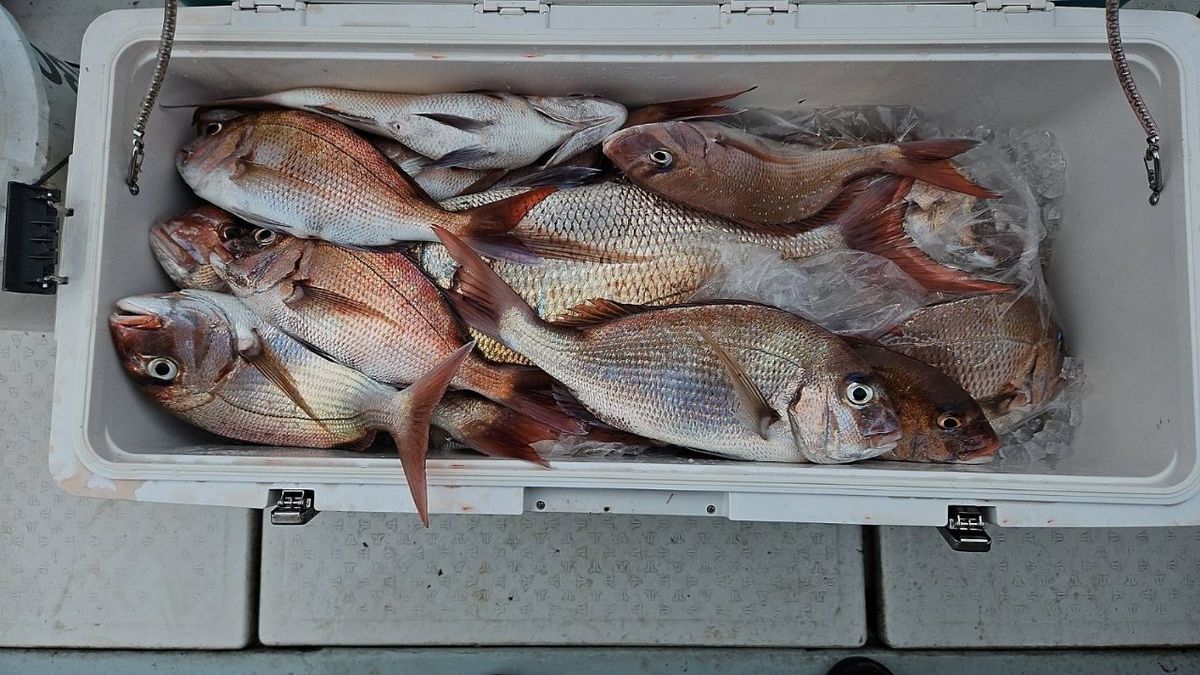 鯛多ニックさんの釣果 3枚目の画像